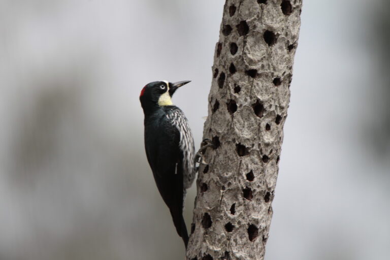 Portada_Mformicivorus